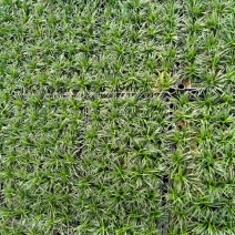筛苗玉龙草