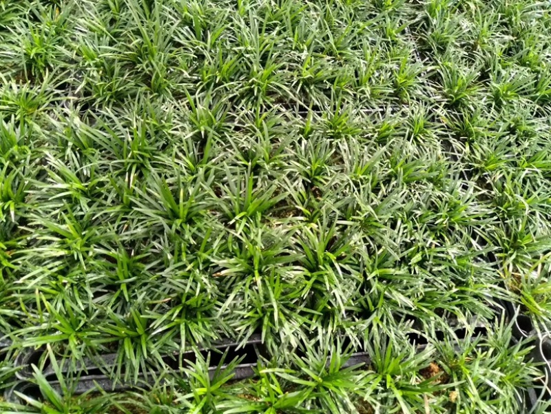 筛苗玉龙草