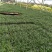 筛苗玉龙草