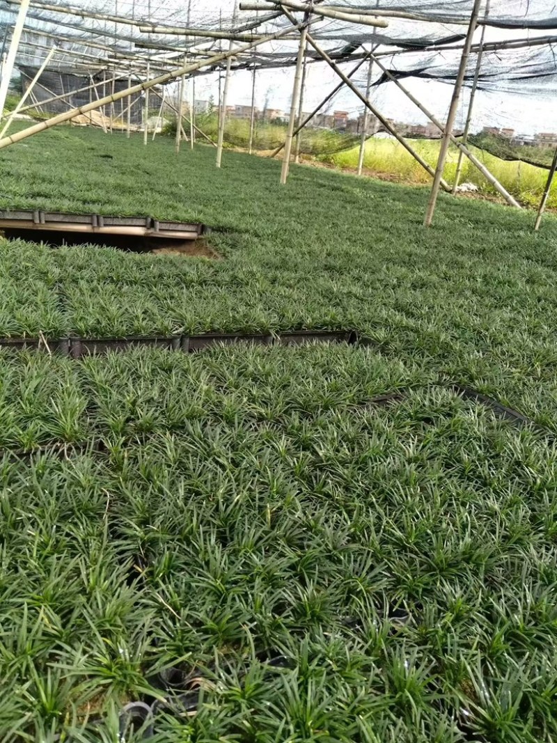 筛苗玉龙草