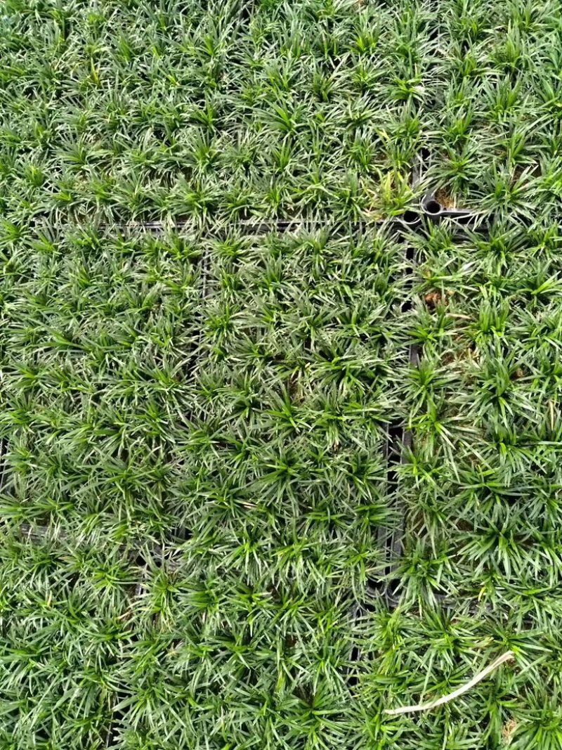 筛苗玉龙草