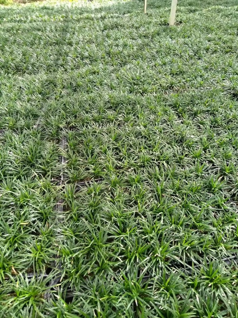 筛苗玉龙草
