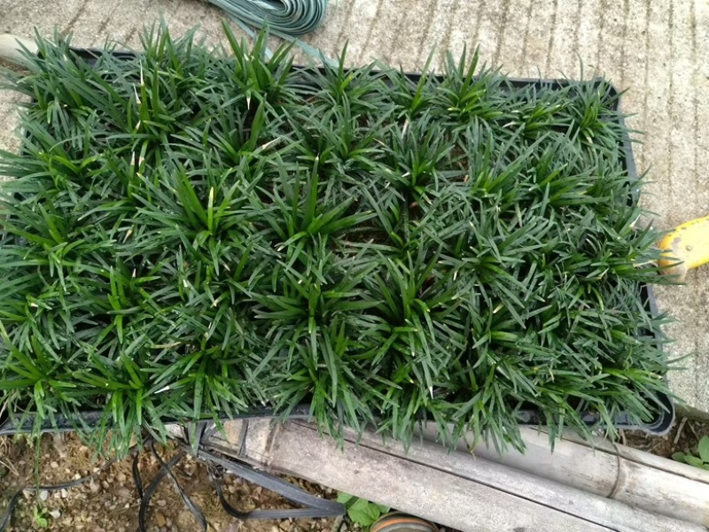 筛苗玉龙草