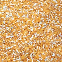 精品碎玉米厂家直销牛羊养殖鸡鸭鹅首选饲料