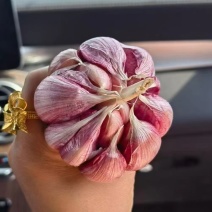 红蒜种子一袋60斤
