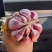 红蒜种子一袋60斤