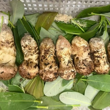 香格里拉松茸