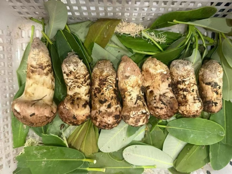 香格里拉松茸