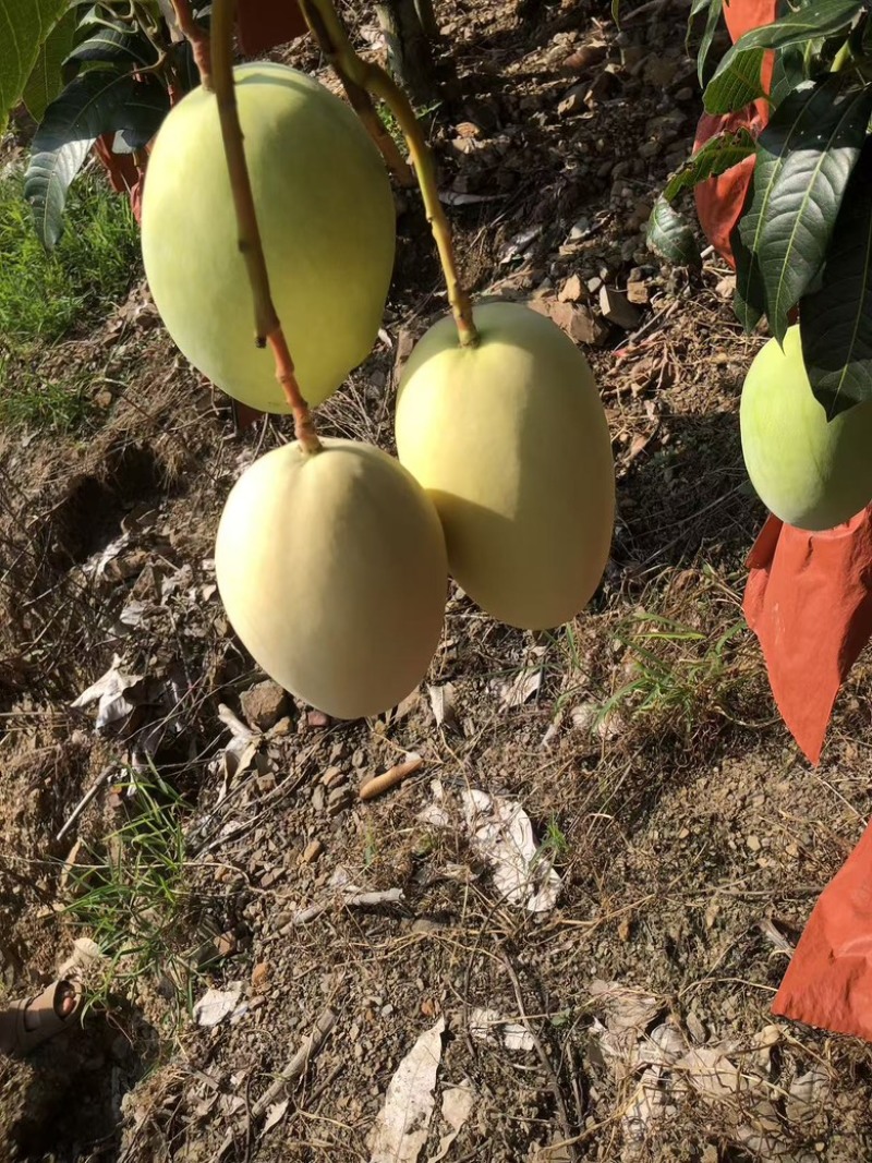 攀枝花黄袋凯特