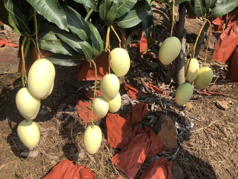 攀枝花黄袋凯特
