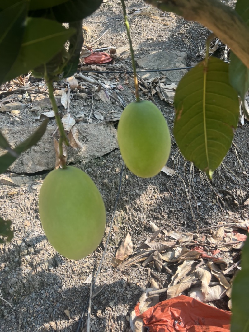 攀枝花黄袋凯特