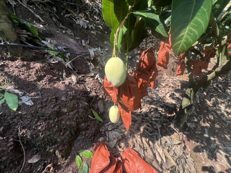 攀枝花黄袋凯特