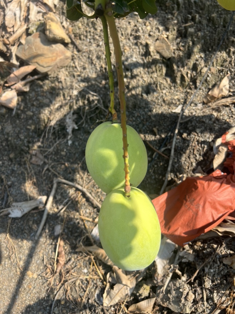 攀枝花黄袋凯特