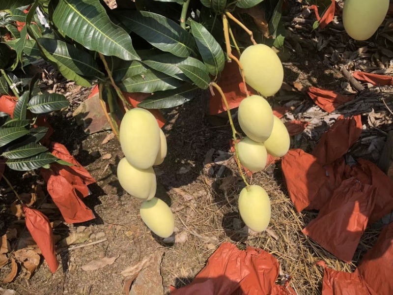 攀枝花黄袋凯特