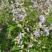 紫花荆条
