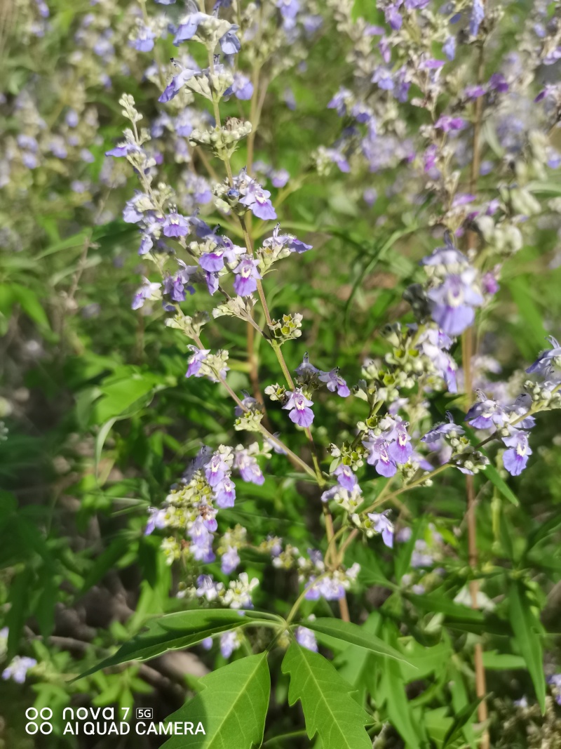 紫花荆条