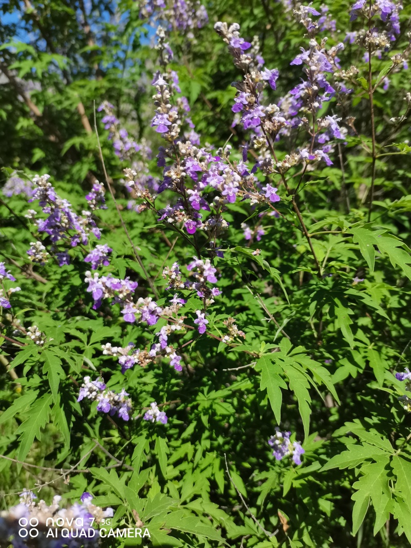 紫花荆条