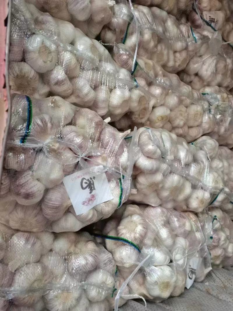 大蒜源头批发货源充足全国各地发货