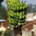 小米蕉芭蕉香蕉水果可定制代种植有1000亩地