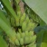小米蕉芭蕉香蕉水果可定制代种植有1000亩地