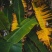 小米蕉芭蕉香蕉水果可定制代种植有1000亩地