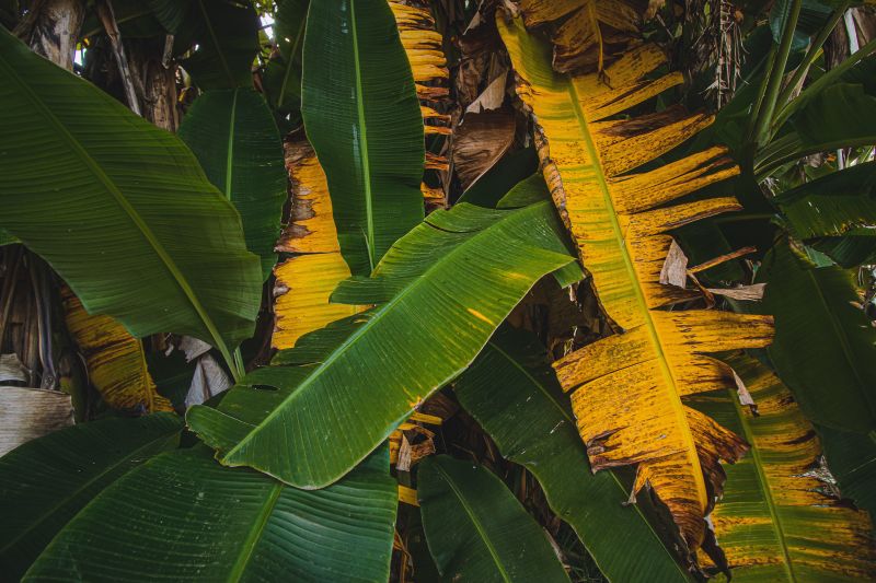 小米蕉芭蕉香蕉水果可定制代种植有1000亩地