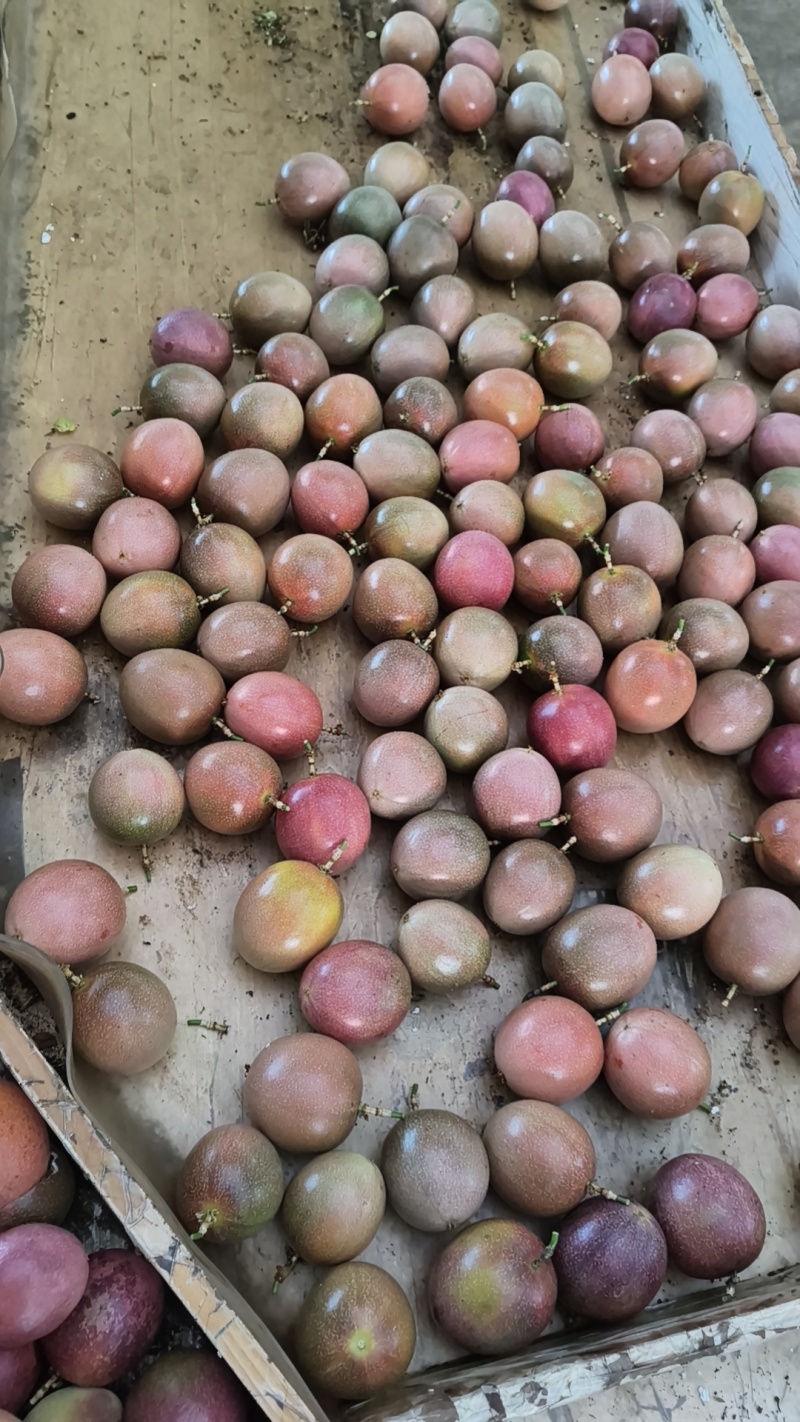云南蒙自钦蜜88百香果8分甜2分酸，自带紫果香味