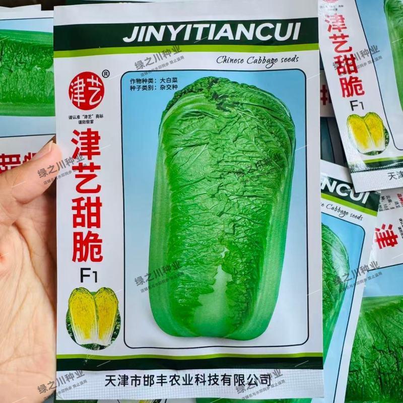津艺甜脆大白菜种子直筒叠抱青麻叶类型白菜种子抗病秋季白菜