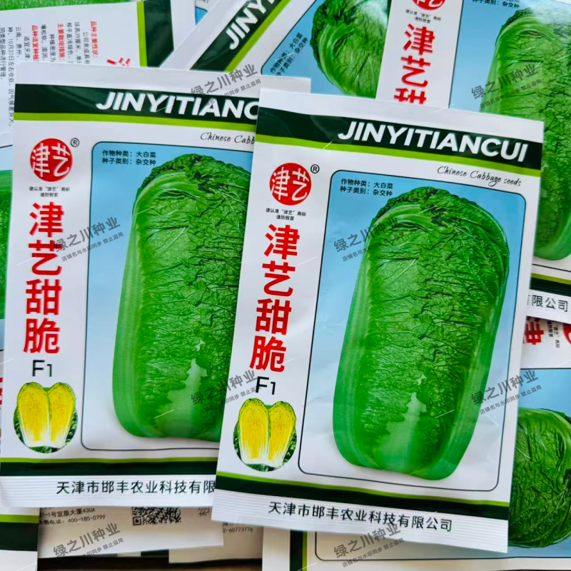 津艺甜脆大白菜种子直筒叠抱青麻叶类型白菜种子抗病秋季白菜