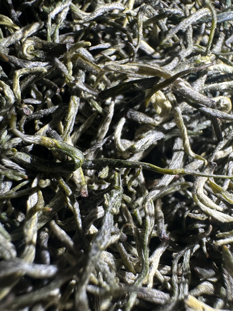 早春茶毛尖四川宜宾高山毛尖茶