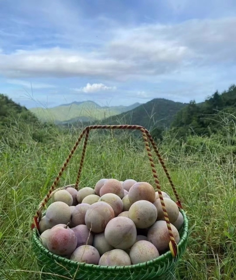 嵊州桃形李