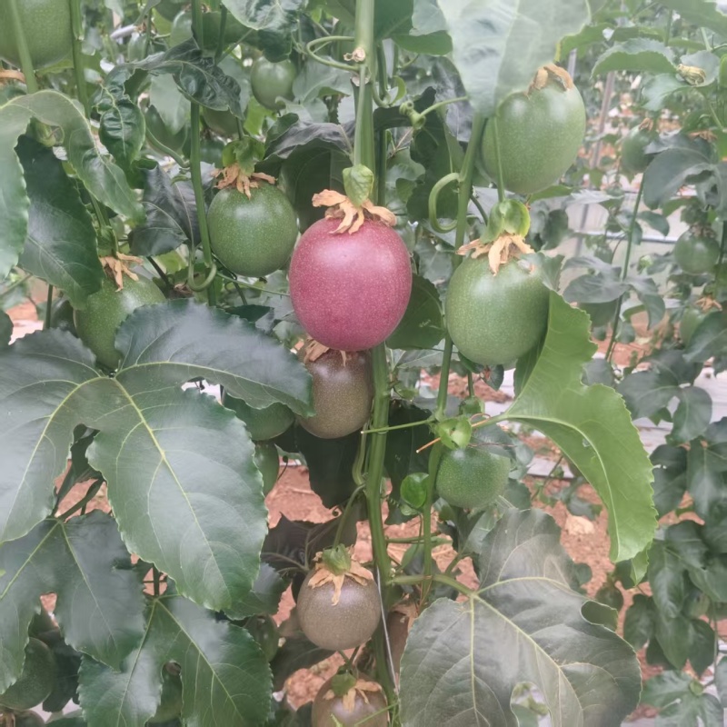 云南蒙自钦蜜88百香果8分甜2分酸，自带紫果香味