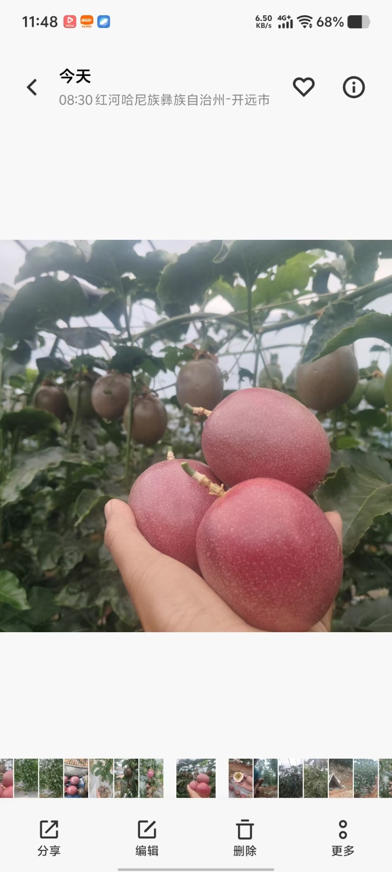 云南蒙自钦蜜88百香果8分甜2分酸，自带紫果香味