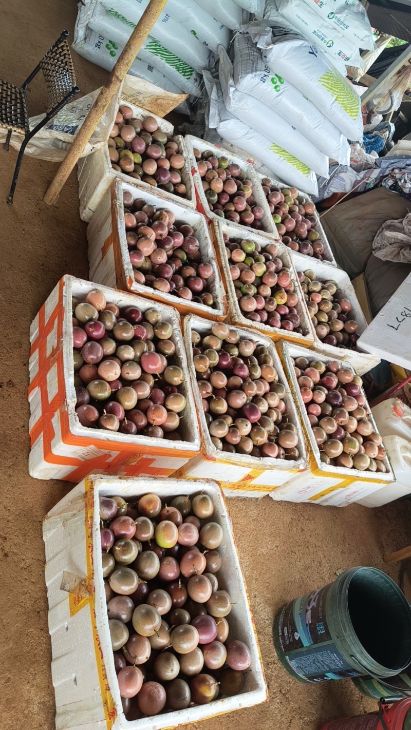 云南蒙自钦蜜88百香果8分甜2分酸，自带紫果香味