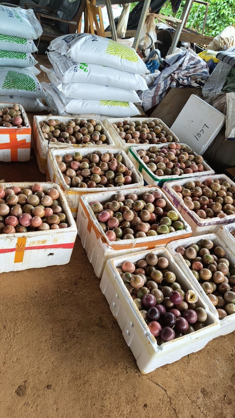云南蒙自钦蜜88百香果8分甜2分酸，自带紫果香味