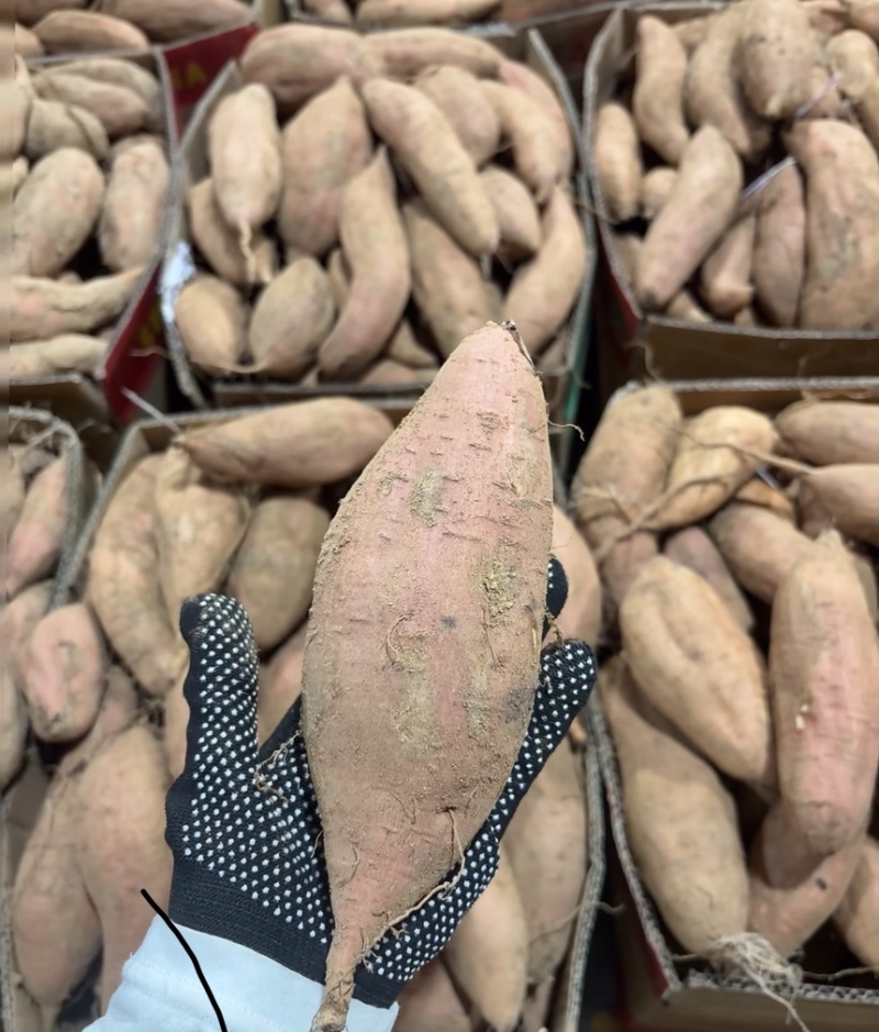 哈密红薯