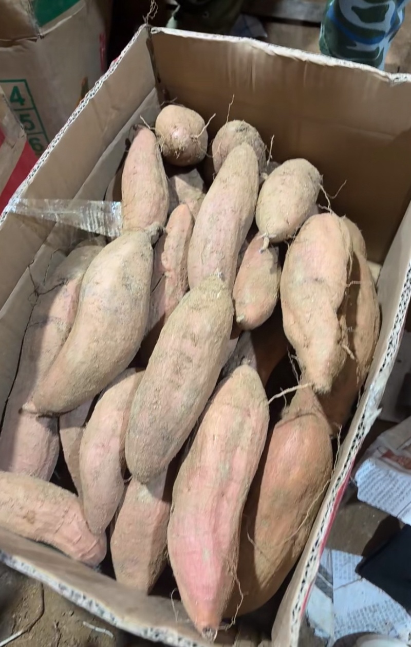 哈密红薯