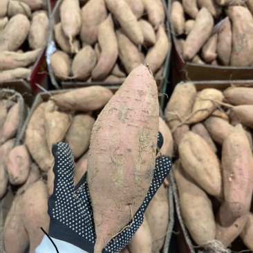 哈密红薯