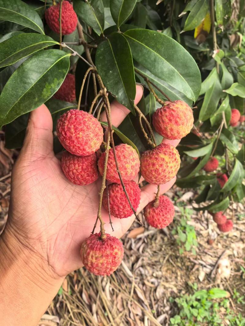 岭丰糯荔枝八月一号上市，核小肉厚现摘现发