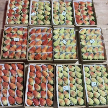 夏季草莓