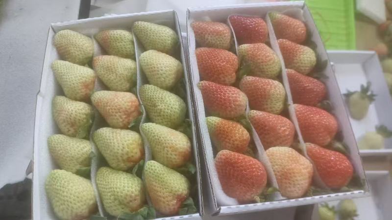 夏季草莓