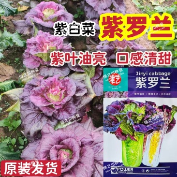 紫罗兰紫白菜种子口感甜脆紫叶油亮大白菜种子青麻叶类型