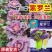 紫罗兰紫白菜种子口感甜脆紫叶油亮大白菜种子青麻叶类型
