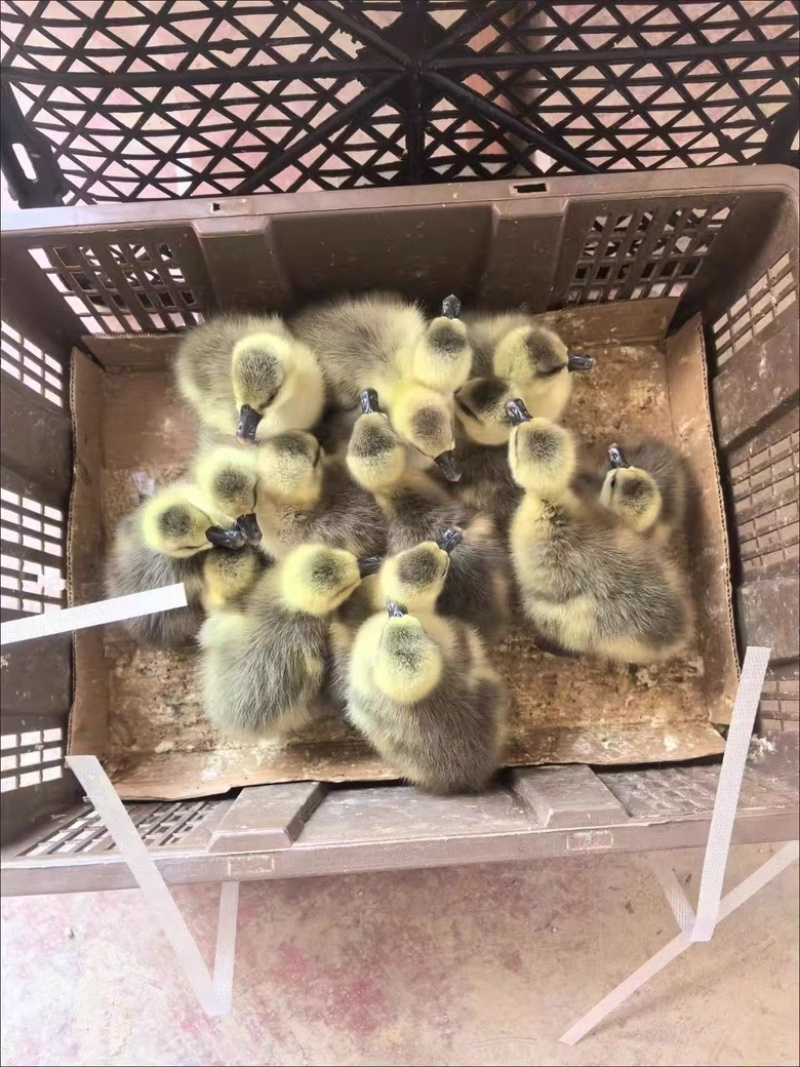 小鹅活苗纯种灰雁鹅活苗大种灰鹅马岗鹅狮头鹅郎德鹅宠物包活
