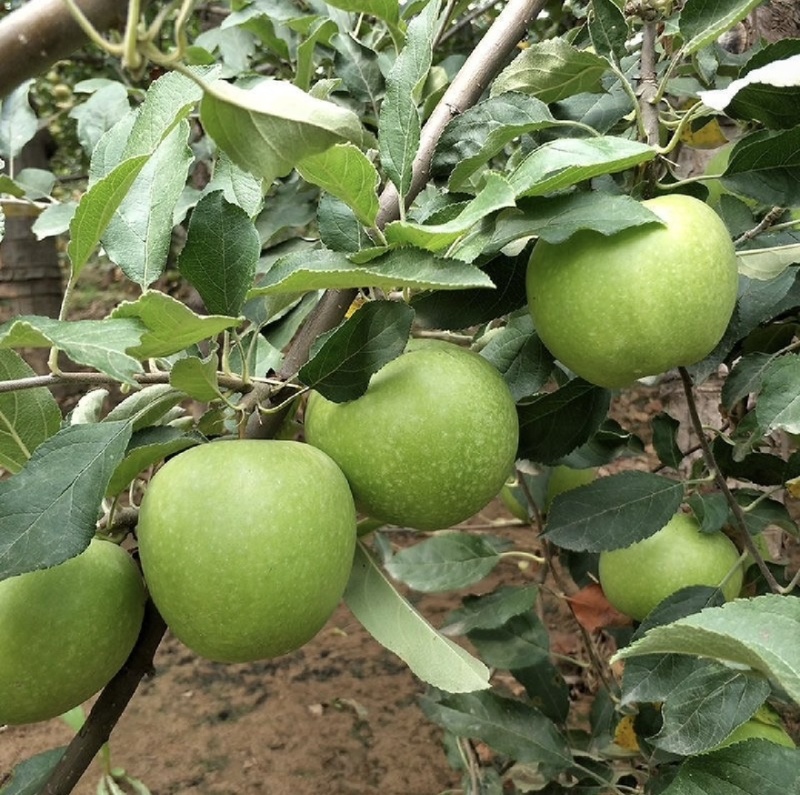 澳洲青苹果*农户种植正宗地道