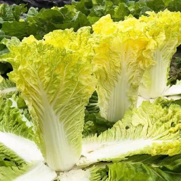 金凤凰黄金鸡蛋黄三系杂交大白菜种子花心好吃黄心抗病四季蔬