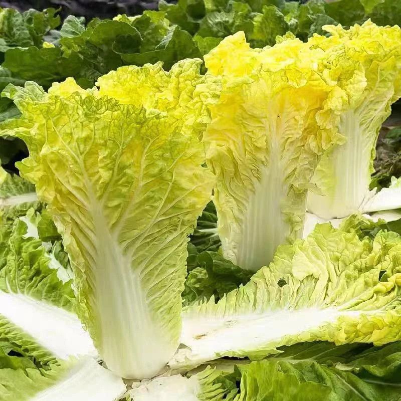 金凤凰黄金鸡蛋黄三系杂交大白菜种子花心好吃黄心抗病四季蔬
