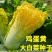 金凤凰黄金鸡蛋黄三系杂交大白菜种子花心好吃黄心抗病四季蔬