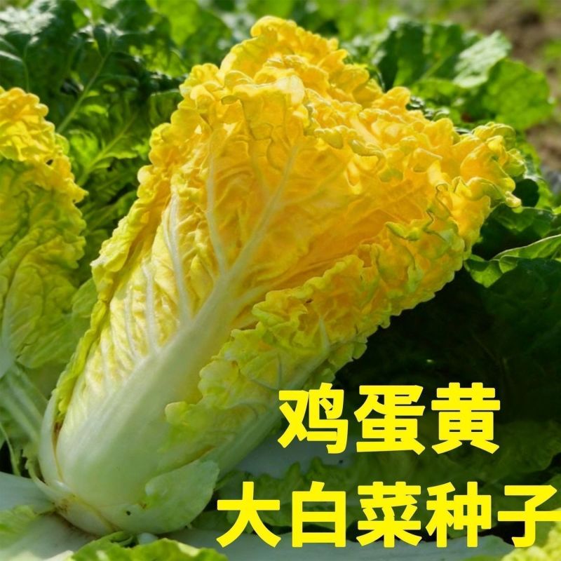 金凤凰黄金鸡蛋黄三系杂交大白菜种子花心好吃黄心抗病四季蔬