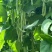 龙剑006早熟圆形长架豆种子荚型顺直纤维少不老化